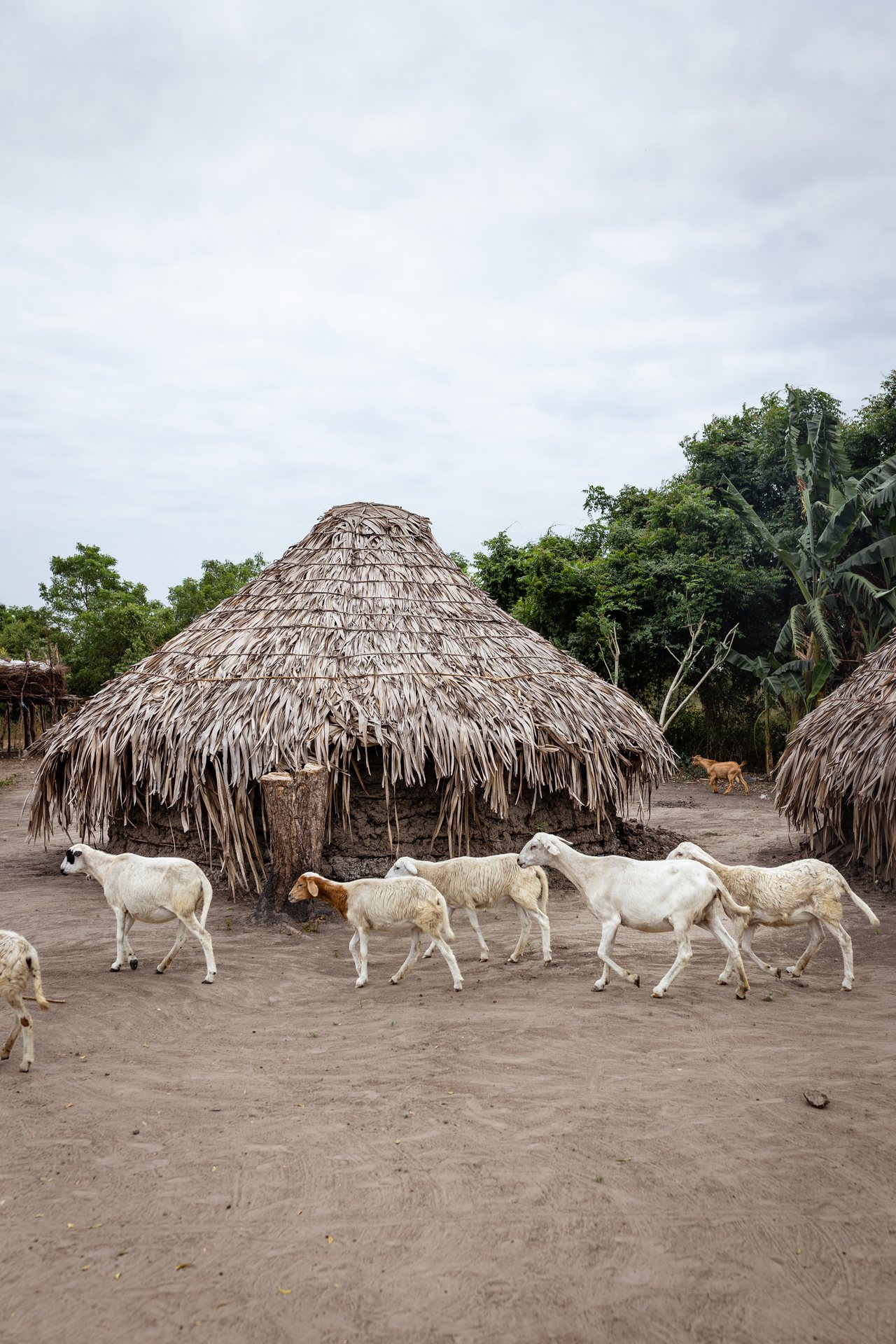 Thatched-roof huts with goats walking past, under an overcast sky.